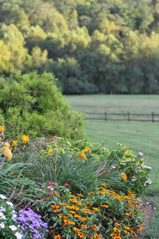 A garden with flowers and trees in the background.