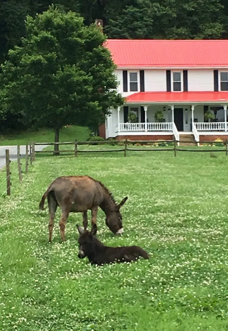 A horse and its foal grazing in the grass in color image.