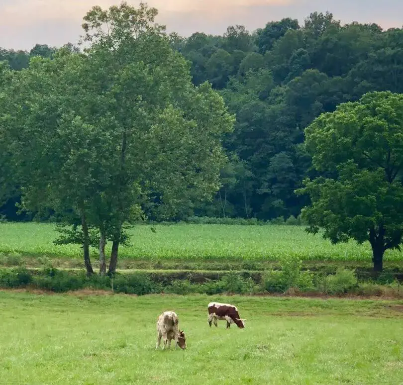 A couple of cows grazing in green color grass image.